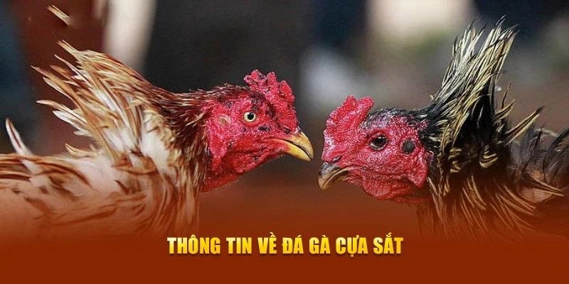 Thông tin đá gà cựa sắt